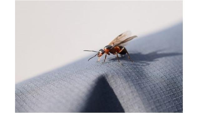 6 Hewan Ini Punya Umur Sangat Pendek di Dunia, Ada yang Hidup Hanya 5 Menit