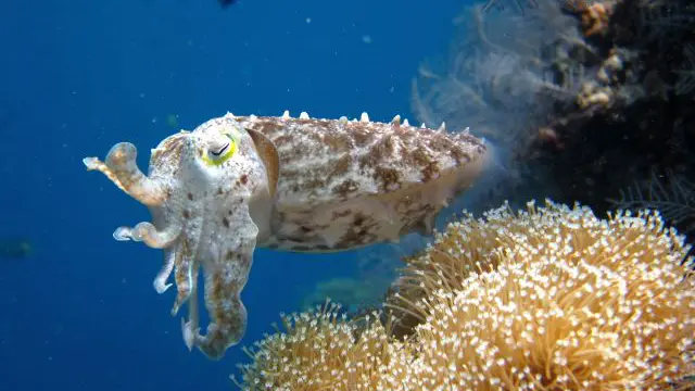 5 Surga Bawah Laut di Indonesia yang Jadi Spot Diving Paling Seru