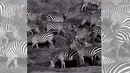 Ada juga foto kumpulan zebra dalam nuansa hitam putih yang dijepret Silvana Regina Sutanto saat berpetualangan menikmati alam bebas di Masai Mara National Reserve, Kenya. (instagram.com/silsutantophoto)