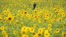 Begini hamparan keindahan bunga matahari di Paju. (AP Photo/Lee ​​Jin-man)