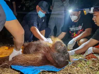 Petugas Balai Konservasi Sumber Daya Alam (BKSDA) bersama Orangutan Foundation International (OFI) memeriksa seekor orangutan yang dievakuasi dari kawasan terdampak kebakaran hutan dan lahan di Baamang, Kabupaten Kotawaringin Timur, Kalimantan Tengah, Rabu (14/10/2026). Kebakaran hutan dan lahan yang melanda Kalimantan dan Sumatra mengancam habitat satwa liar serta menyebabkan kabut asap menyelimuti sejumlah wilayah di Indonesia, Malaysia, dan Singapura. (REINA/AFP)
