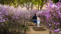Pengunjung berjalan melewati semak bunga azalea di Taman Wonmi di Bucheon, sebuah kota di pinggiran Seoul (19/4/2022). Pada bulan April, saat musim semi mencapai puncaknya, bunga azalea berwarna merah muda dan putih akan memenuhi Taman Wonmi di Bucheon, Seoul. (AFP/ANTHONY WALLACE)