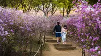 Pengunjung berjalan melewati semak bunga azalea di Taman Wonmi di Bucheon, sebuah kota di pinggiran Seoul (19/4/2022). Pada bulan April, saat musim semi mencapai puncaknya, bunga azalea berwarna merah muda dan putih akan memenuhi Taman Wonmi di Bucheon, Seoul. (AFP/ANTHONY WALLACE)