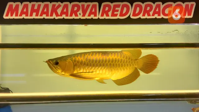 Ikan Arowana Atau Arwana Atau Ikan Naga. (Jumat, 29/07/2022). (Yandhi Deslatama/Liputan6.com).
