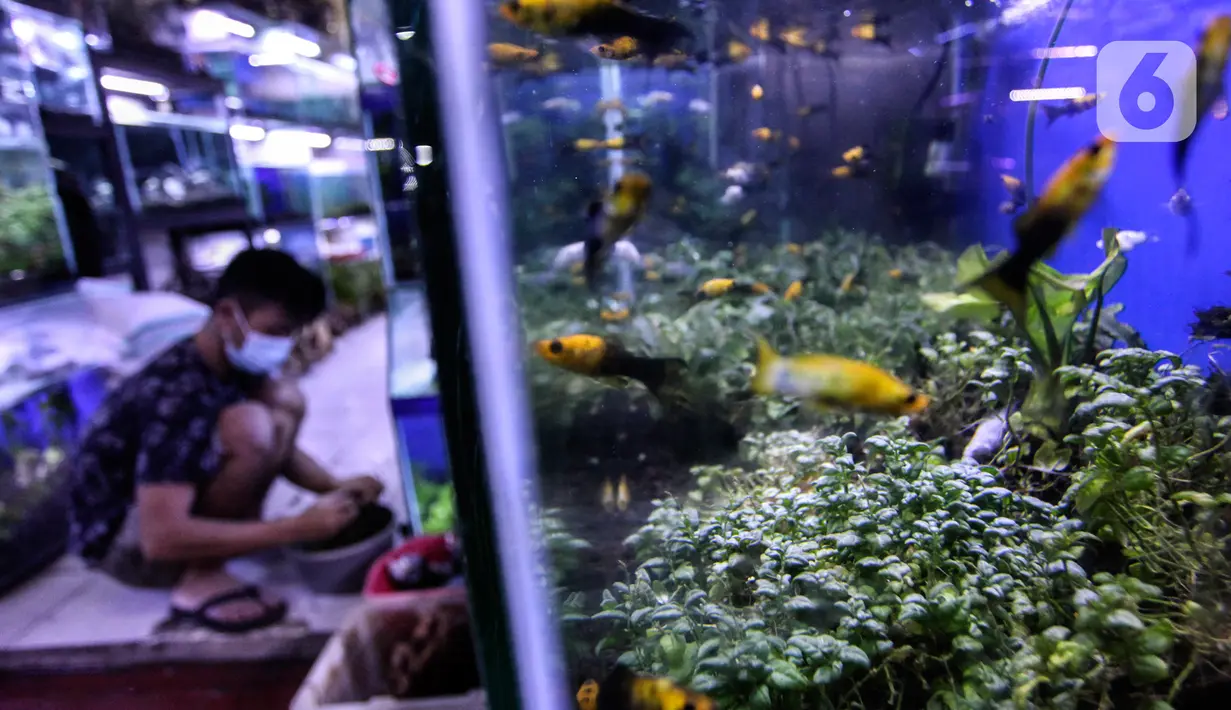 Ikan hias terlihat di Sentra Ikan Hias, Dinas Kelautan, Pertanian dan Ketahanan Pangan DKI Jakarta, Senin (9/8/2021). Penurunan penjualan ikan hias karena pemerintah melakukan pembatasan aktivitas masyarakat untuk mencegah kerumunan. (Liputan6.com/Johan Tallo)
