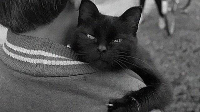 8 Potret Kucing dengan Cakar Tajamnya, Bikin Takut