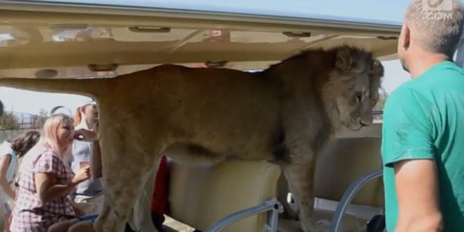 VIDEO: Sensasi Naik Mobil bareng Singa di Taman Safari