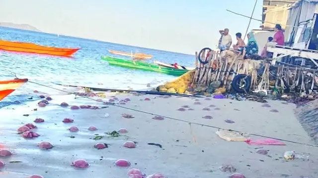 Heboh Ribuan Ubur-Ubur Merah Muda Terdampar di Pesisir Buton Tengah, Ini Kata BMKG