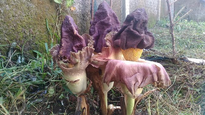 3 Tangkai Bunga Bangkai Suweg Tumbuh Di Sukabumi Regional Liputan6 Com