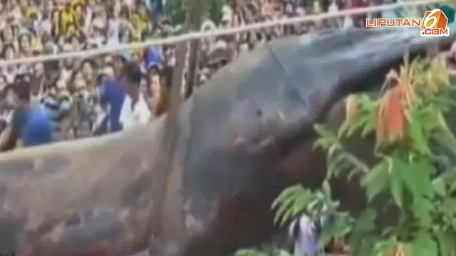 6 Hewan Berukuran Raksasa yang Gemparkan Dunia