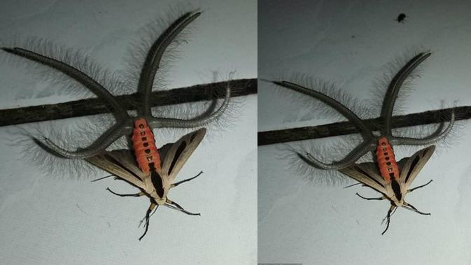 Beracun Menyakitkan 6 Serangga  Paling Menakutkan di  