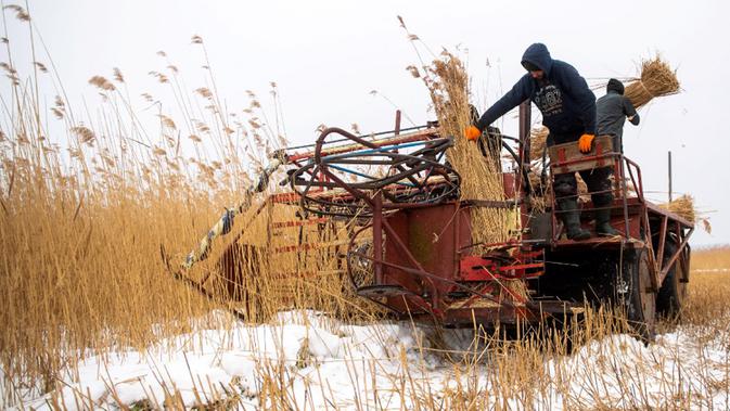 Pekerja lapangan memotong buluh di The Vistula Spit dekat Desa Jagodno, dekat Elblag, Polandia utara, 19 Februari 2021. Atap buluh terkenal dengan daya tahan dan insulasi termalnya. (MATEUSZ SLODKOWSKI/AFP)