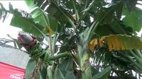 Penampakan pohon pisang yang berbuah di tengah-tengah batang di Komplek Taman Kebalen, Babelan, Kabupaten Bekasi, hebohkan warga sekitar. (Foto: Liputan6.com/Bam Sinulingga)