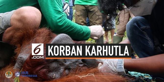 VIDEO: Orang Utan Korban Karhutla Diselamatkan