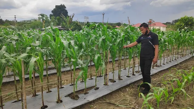 Kebun jagung di lahan gerakan Jaga Kampung Polda Riau di Kabupaten Pelalawan.