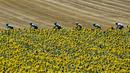Pebalap Italia, Fabio Aru (4kanan) menggunakan jersey kuning bersama timnya melintasi kebun bungan pada etape ke-14 Tour de France dengan jarak 181,5 km antara Blagnac dan Rodez, (15/7/2017). (AFP/Pphilippe Lopez)