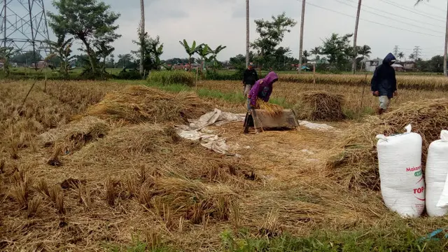 Swasembada Beras Indonesia di Depan Mata, Ini Syaratnya