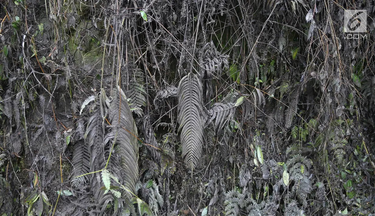 Kondisi daun dan pohon yang diselimuti abu vulkanik di Desa Sebudi, Karangasem, Bali, Minggu (3/12). Erupsi Gunung Agung menyebabkan dusun tersebut kosong ditinggal warga karena masuk dalam zona berbahaya. (Liputan6.com/Immanuel Antonius)