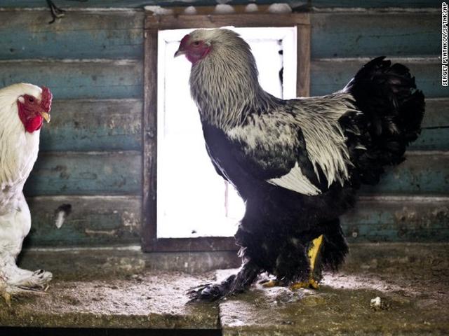 Ayam Shamo Super Besar Tinggi Berat 5 7 Kg Indonesia Youtube