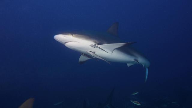 Bull Shark