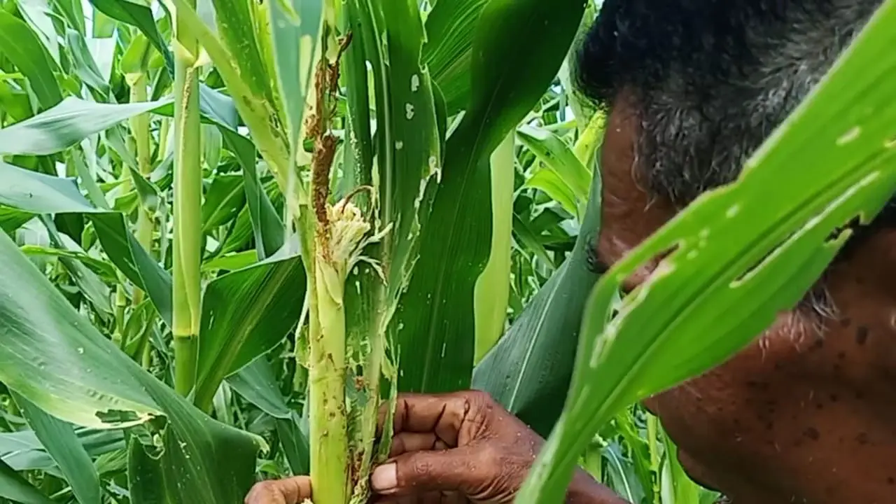 Seorang petani sedang mencari dan mematikan hama ulat grayak. (Liputan6.com/Dionisius Wilibardus)
