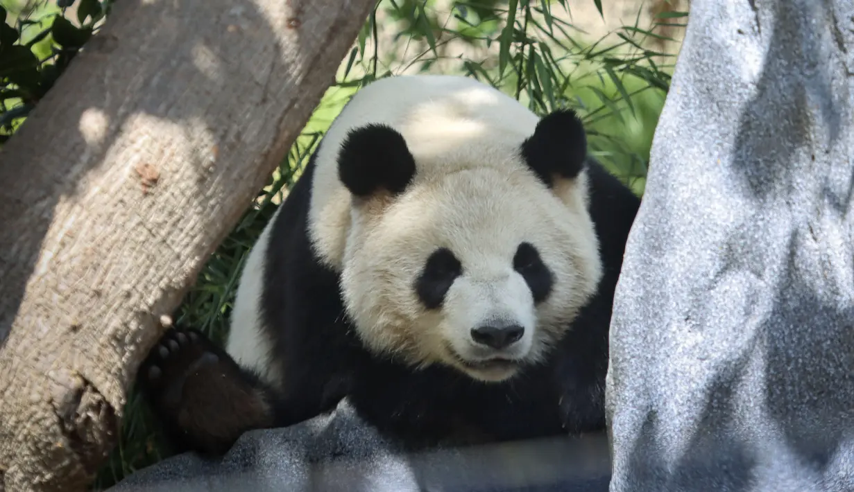 Para staf di kebun binatang tersebut mengatakan bahwa kedua panda itu, yang tiba dari China pada akhir Juni, beradaptasi baik dengan rumah baru mereka di habitat tersendiri. (Sandy Huffaker / AFP)
