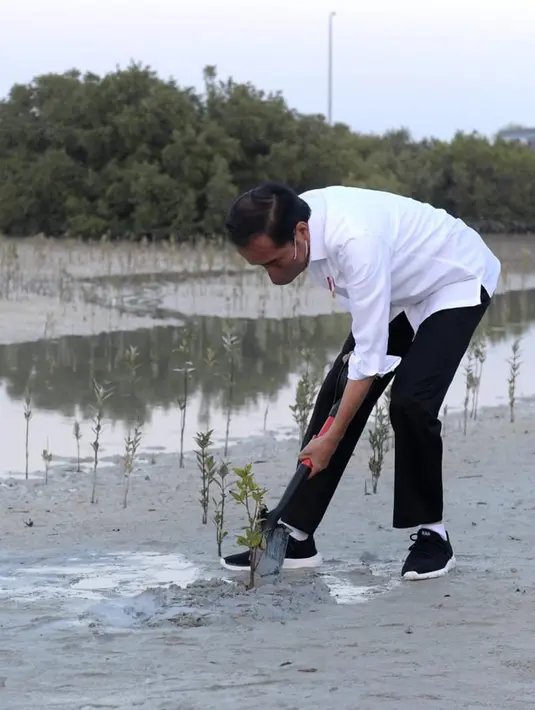 Presiden Joko Widodo atau Jokowi menanam mangrove di Jubail Mangrove Park, Pulau Al Jubail, Abu Dhabi, Persatuan Emirat Arab (PEA), Rabu (3/11/2021). Indonesia dan PEA sepakat untuk memperkuat kerja sama di bidang mangrove, termasuk di bidang riset. (Foto: Biro Pers Sekretariat Presiden)