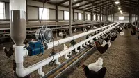 6 Desain Tempat Pakan Ayam Otomatis dari Pipa PVC: Solusi Praktis untuk Peternak Modern