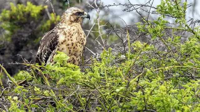 Elang Galápagos