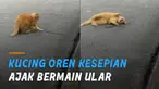 Saking asyiknya bermain, si kucing sampai berguling manja.