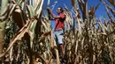 Petani Achille Crespiatico melihat kerusakan pada padang rumputnya akibat kekeringan parah di Spino d'Adda, Italia, 11 Juli 2022. Italia dilanda kekeringan terburuk dalam 70 tahun. (Piero CRUCIATTI/AFP)