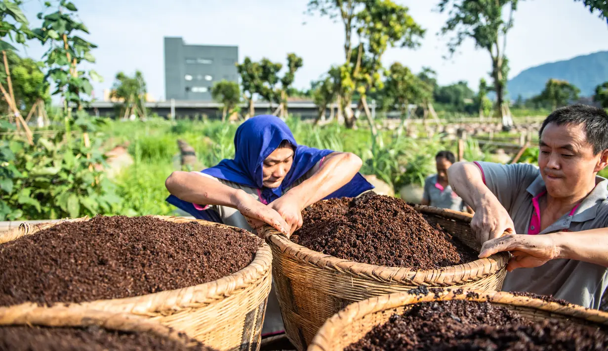 Pekerja membawa fermentasi biji-bijian di sebuah pabrik pembuatan cuka di Chishui, Provinsi Guizhou, China (26/6/2020). Teknik produksi cuka Chishui, yang menggunakan proses penjemuran di bawah terik matahari, terdaftar sebagai warisan budaya takbenda Provinsi Guizhou pada 2009. (Xinhua/Tao Liang)