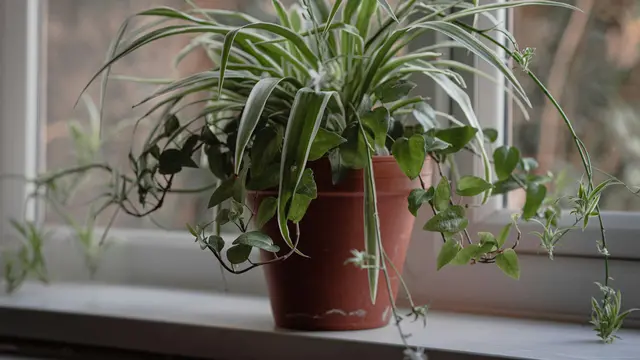 Cara Memangkas dan Menempatkan Spider Plant agar Tumbuh Sehat dan Tidak Mudah Rusak