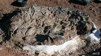 Fosil itu ditemukan oleh Martinez saat ia tengah melakukan penelitian di Ischigualasto National Park, San Juan, Argentina (AP)