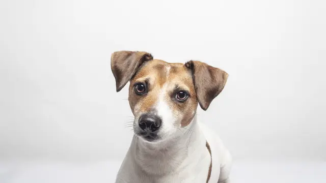 Jack Russell Terrier