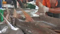Pekerja memotong sirip hiu di tempat pelelangan ikan Karangsong, Indramayu, Jawa Barat, Kamis (16/6/2015). Meski sudah ada larangan perburuan dan perdagangan, nelayan setempat masih memperdagangkan sirip hiu. (Liputan6.com/Herman Zakharia)
