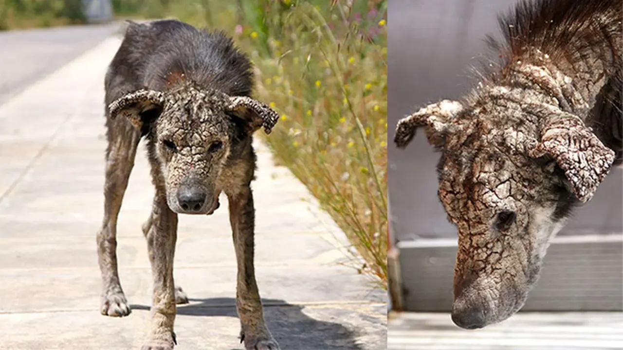 Tragis, Akibat Terlantar Kulit Anjing Ini Membatu
