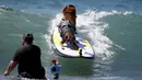 Dua anjing berada diatas papan surfing saat mengikuti Surf Dog Contest Surf City di Huntington Beach, California, Amerika Serikat, (27/9/2015). (REUTERS/Lucy Nicholson)