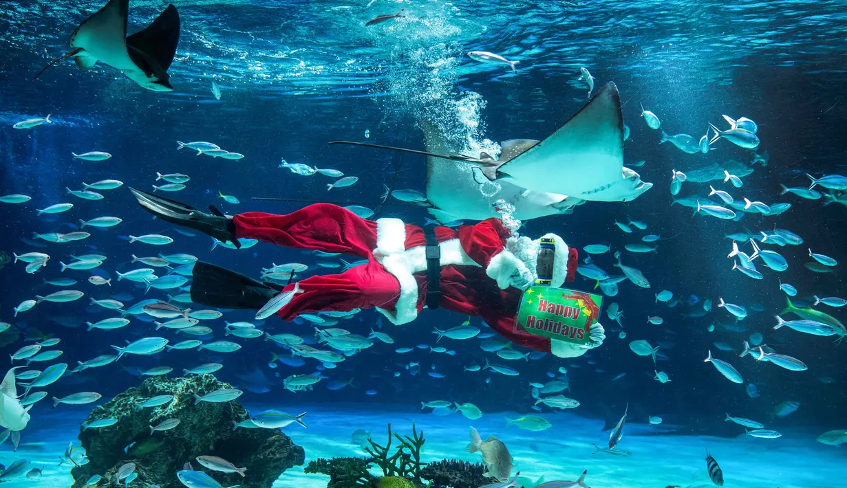 Seorang penyelam berkostum Sinterklas berenang bersama ikan-ikan di Akuarium Sunshine dalam persiapan untuk acara spesial Natal mendatang di Tokyo pada 1 Desember 2025. Menyambut menyambut musim liburan Natal 2025 dan Tahun Baru 2026, seorang penyelam berkostum Sinterklas berenang bersama ikan-ikan di Akuarium Sunshine, Tokyo, Jepang. (Kazuhiro NOGI/AFP)