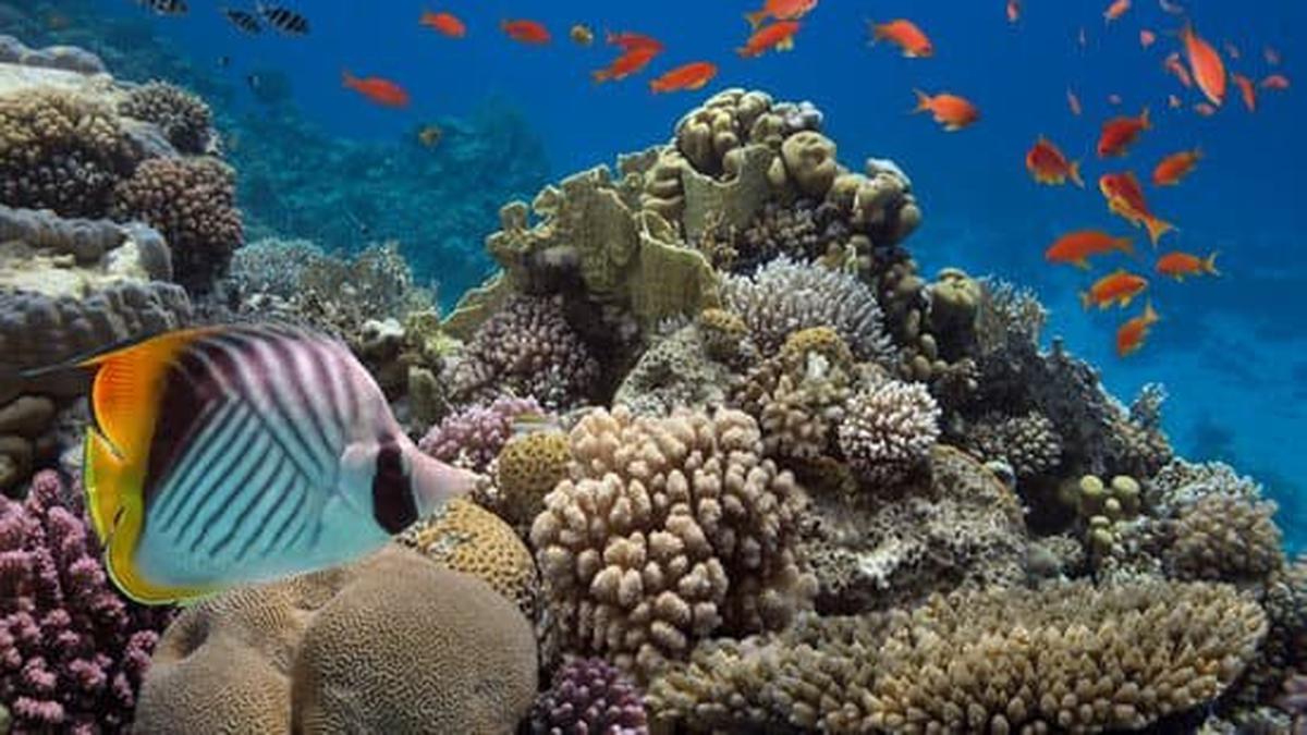 Karang Sebagai Sumber Makanan? 6 Hewan Laut Ini Mengandalkannya untuk Bertahan