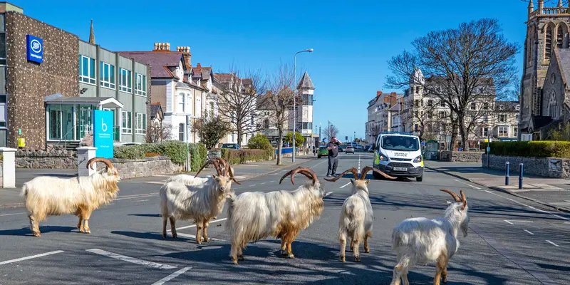 Gerombolan Kambing Asik Berkeliaran di Jalan