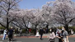 Para pengunjung yang mengenakan masker berjalan di bawah bunga sakura yang mekar penuh di Seoul, Korea Selatan, 10 April 2022. (AP Photo/Lee Jin-man)