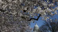Bunga sakura di Washington, AS. (VOA News)
