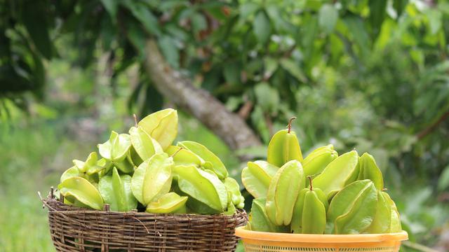 Ilustrasi pohon belimbing