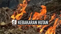 Sudah tiga hari kebakaran hutan dan lahan terjadi di Polewali Mandar, Sulawesi Barat. Sulitnya medan membuat mobil damkar sulit masuk dan pemadaman api dilakukan secara manual.