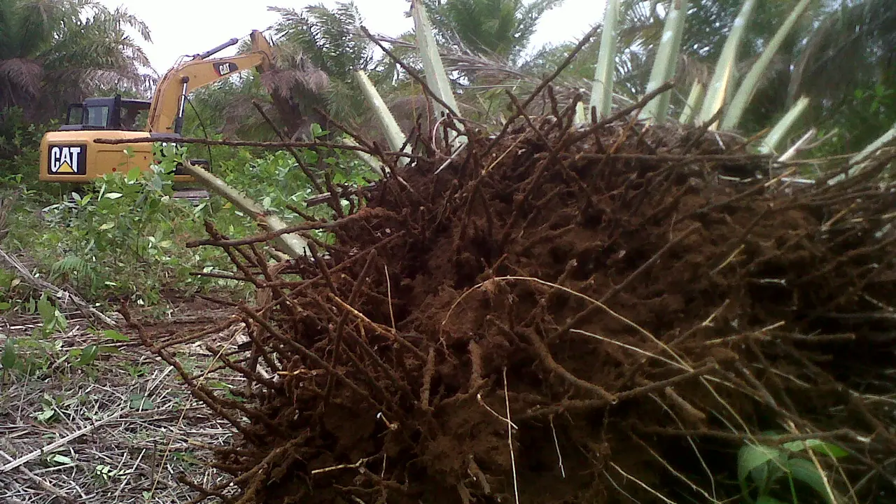 2 Ribu Kelapa Sawit di Hutan Lindung Bengkulu Dibabat Habis