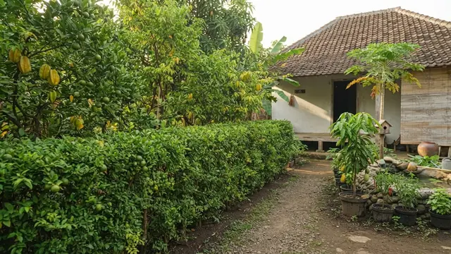 Inspirasi Kebun Buah Ala Kampung di Halaman Rumah Sederhana