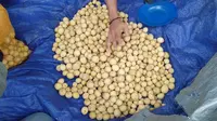 8 Manfaat Buah Duku, Sumber Antioksidan sampai Cegah Penuaan Dini