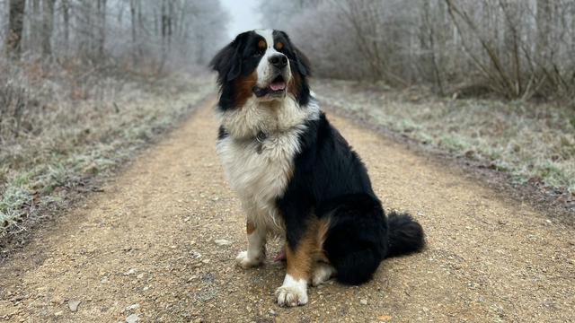Bernese Mountain Dog