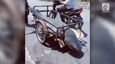 Warganet dihebohkan dengan rekaman hiu yang diangkut menggunakan motor.